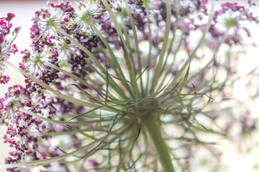 Botanical Study Queen Anne's Lace No 1