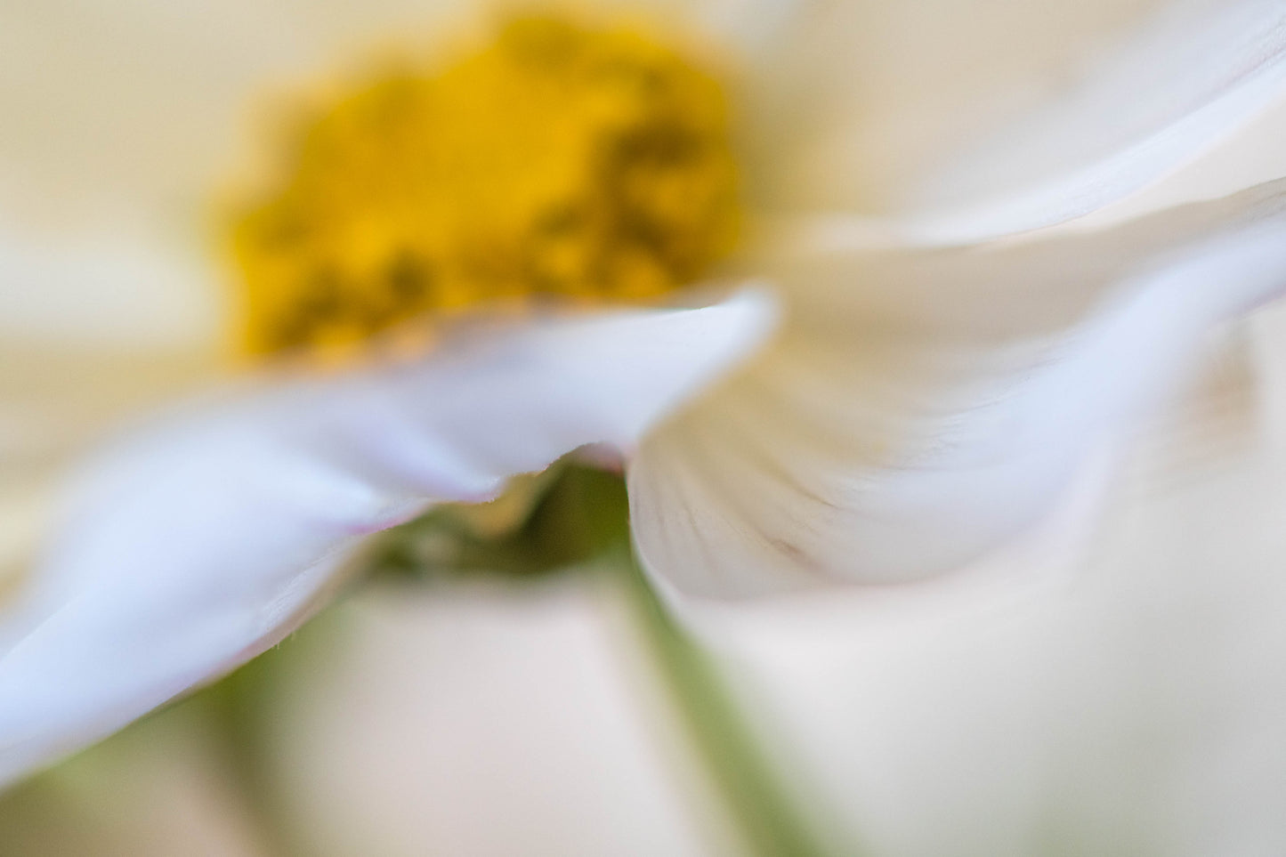 Botanical Study Cosmos No 5