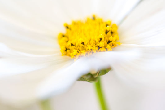 Botanical Study Cosmos No 10