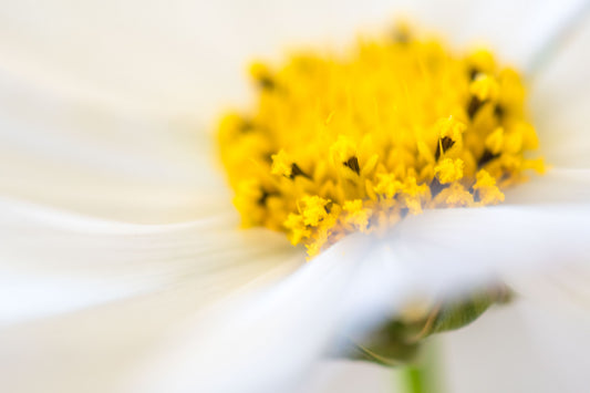Botanical Study Cosmos No 11