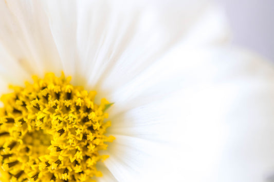 Botanical Study Cosmos No 12
