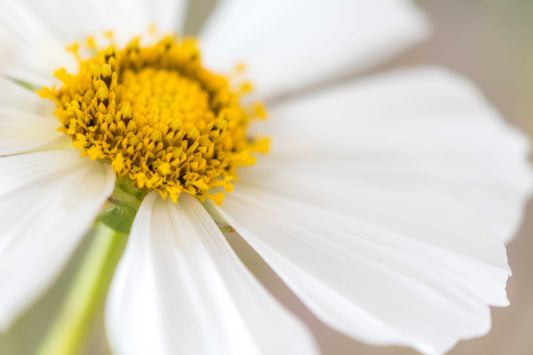 Botanical Study Cosmos No 2