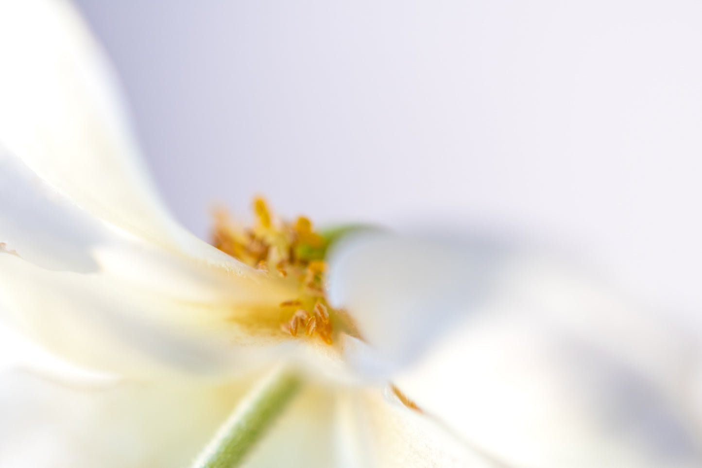 Botanical Study Anemone No 1
