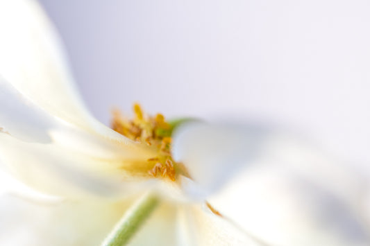 Botanical Study Anemone No 1
