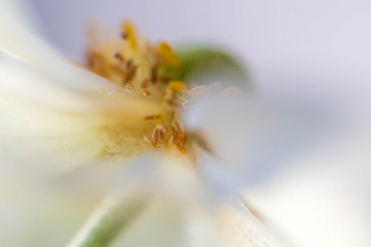 Botanical Study Anemone No 2