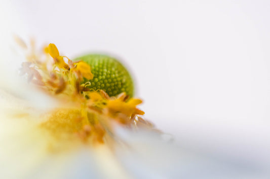 Botanical Study Anemone No 3