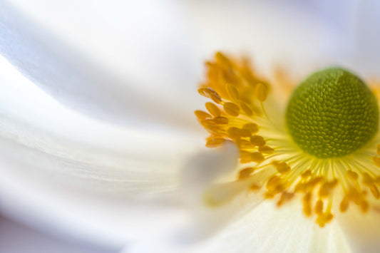 Botanical Study Anemone No 4