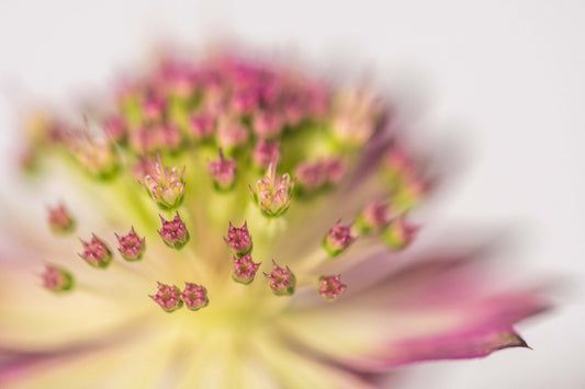 Botanical Study Astrantia No 1