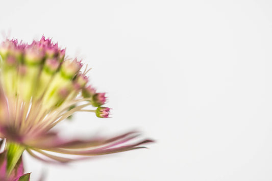 Botanical Study Astrantia No 2