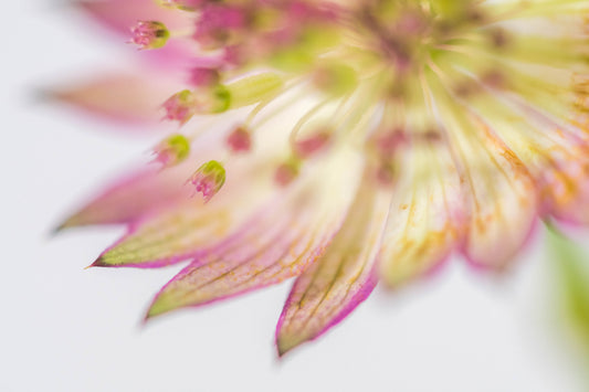 Botanical Study Astrantia No 3