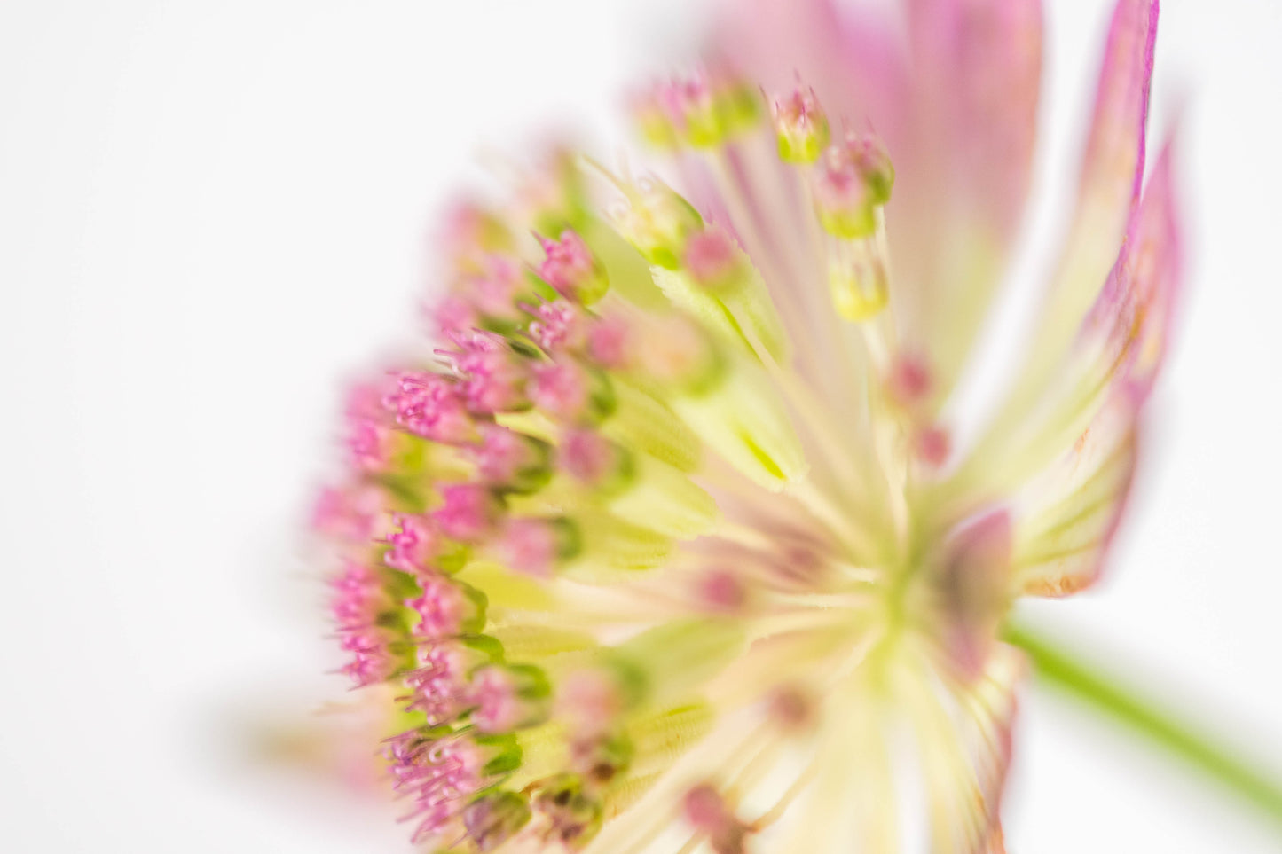 Botanical Study Astrantia No 4