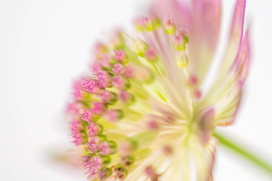 Botanical Study Astrantia No 4