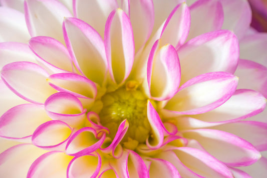 Botanical Study Dahlia No 1