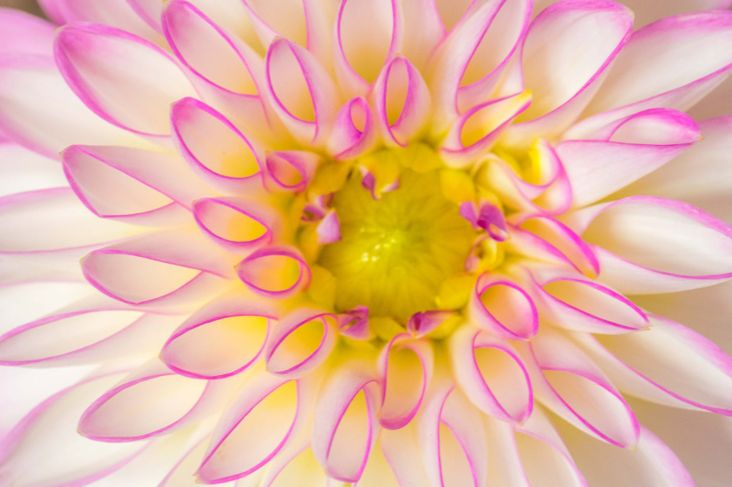 Botanical Study Dahlia No 2