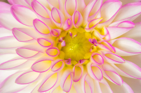 Botanical Study Dahlia No 2