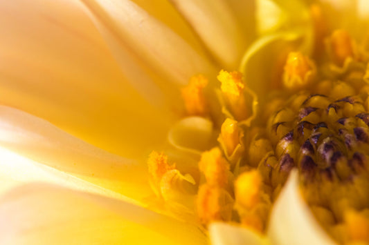 Botanical Study Dahlia No 3