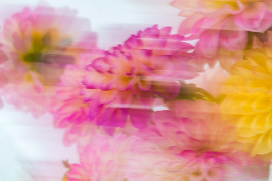 Botanical Study Dahlia No 4