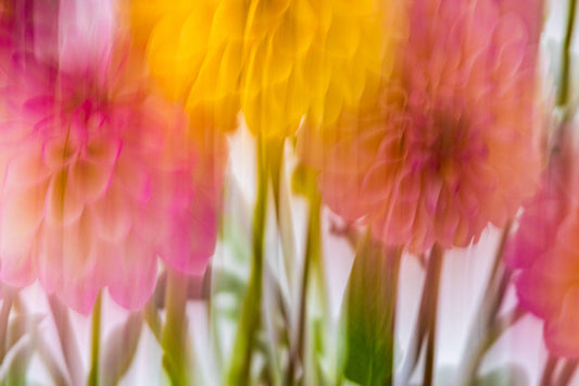 Botanical Study Dahlia No 5