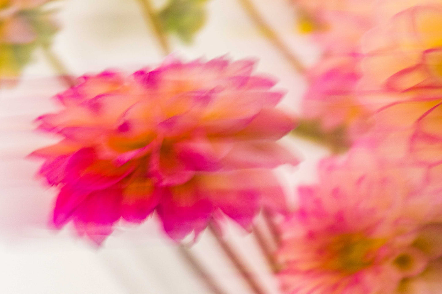 Botanical Study Dahlia No 6
