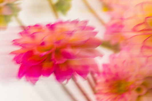 Botanical Study Dahlia No 6