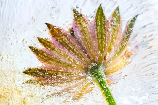 Botanical Frost No 24