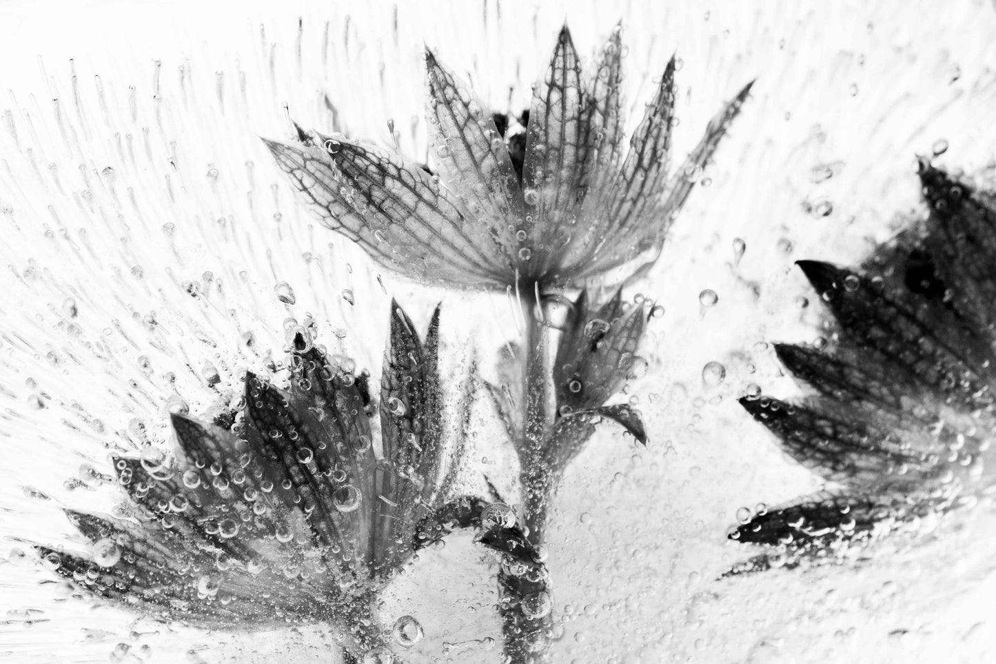 Botanical Frost No 25