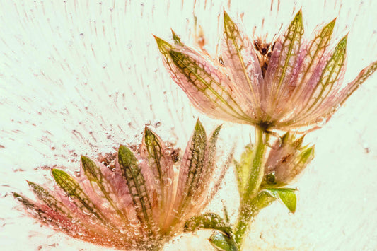 Botanical Frost No 26