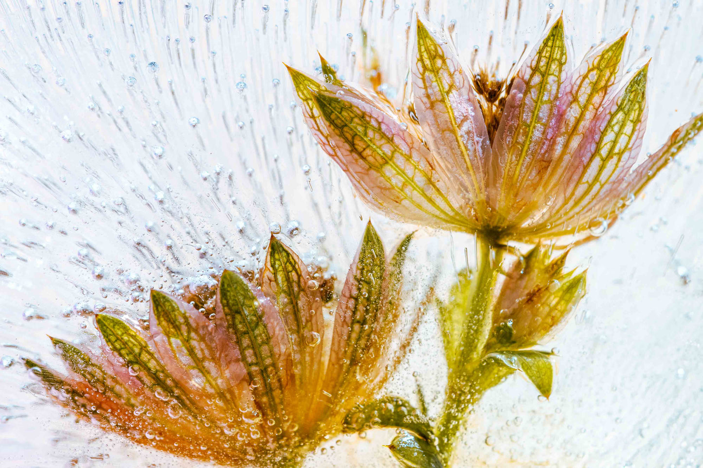 Botanical Frost No 26