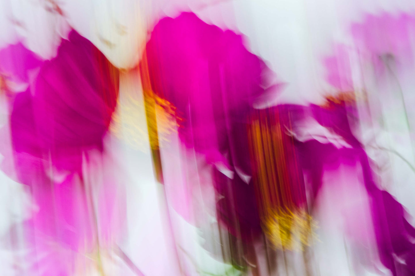 Botanical Study Cosmos No 15