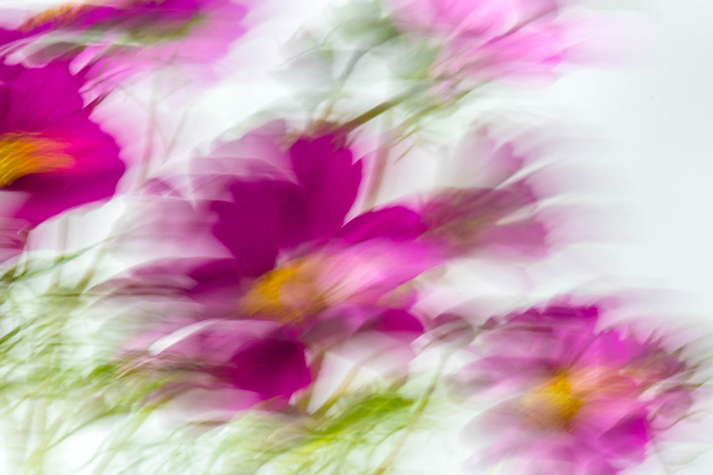 Botanical Study Cosmos No 16