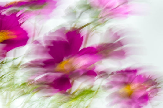 Botanical Study Cosmos No 16