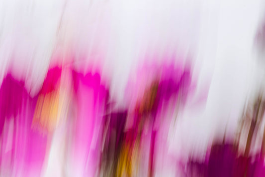 Botanical Study Cosmos No 17