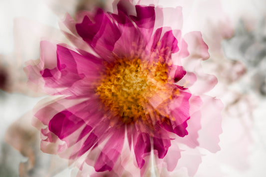 Botanical Study Cosmos No 19