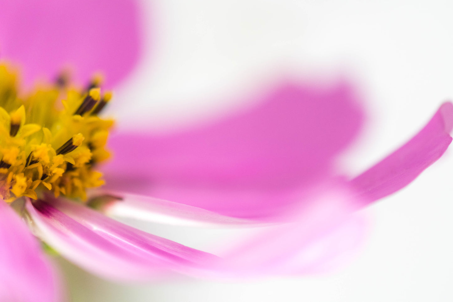 Botanical Study Cosmos No 22