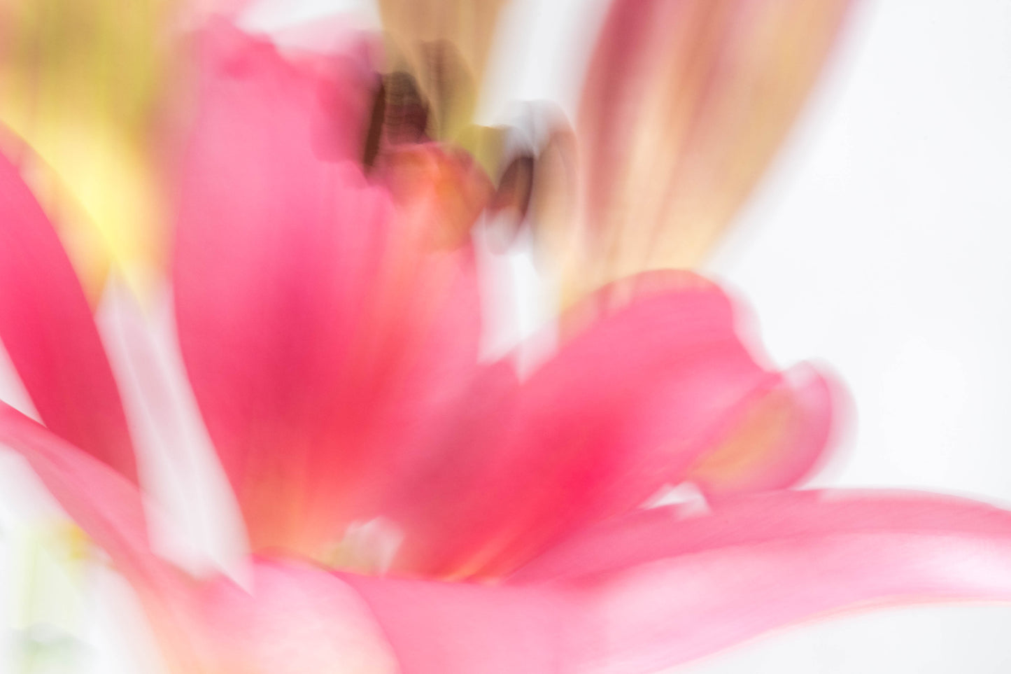 Botanical Study Lily No 7