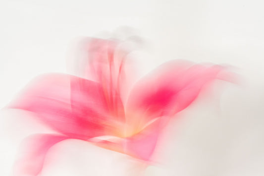 Botanical Study Lily No 6
