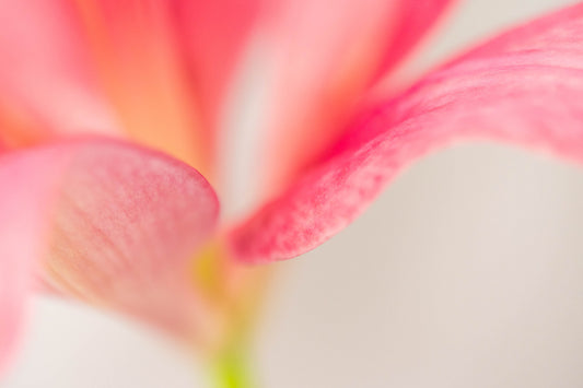 Botanical Study Lily No 5
