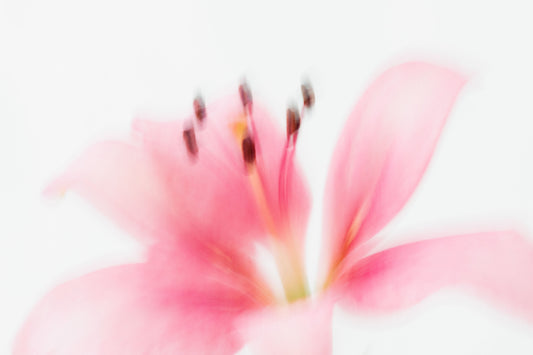 Botanical Study Lily No 3
