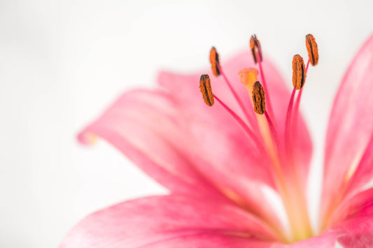 Botanical Study Lily No 2