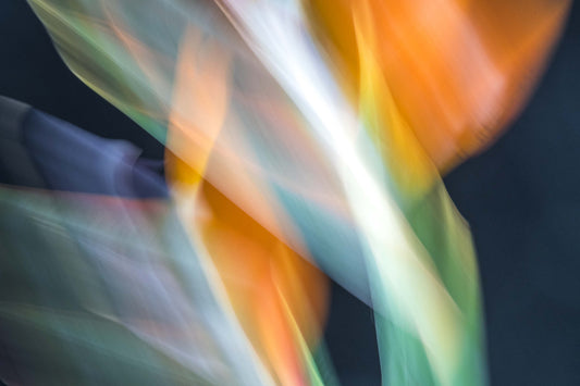 Botanical Study Strelitzia No 4