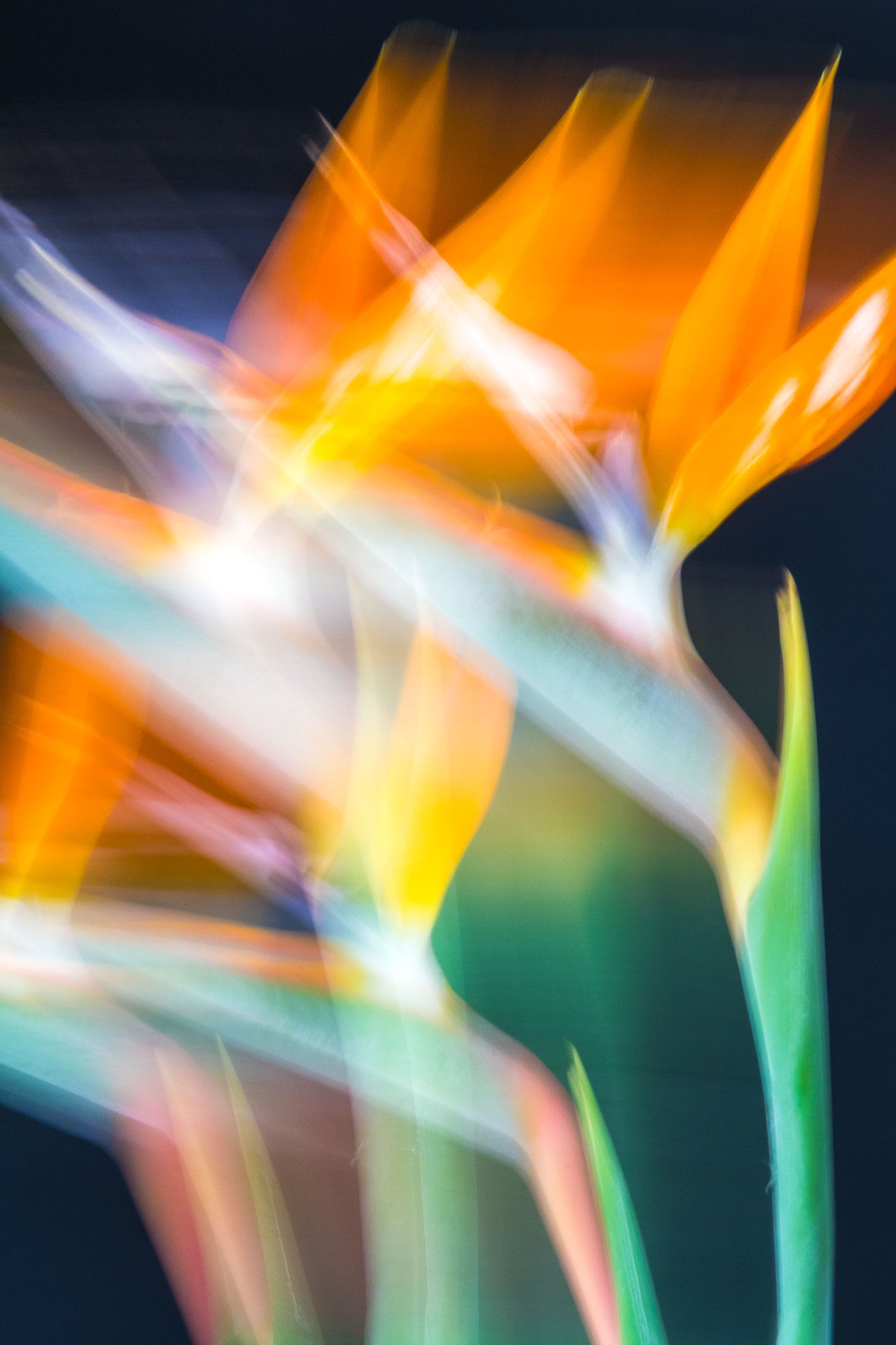 Botanical Study Strelitzia No 6