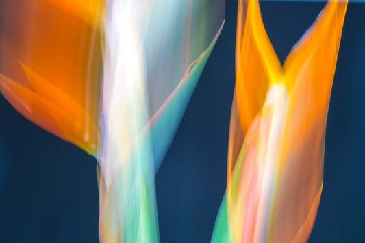 Botanical Study Strelitzia No 7
