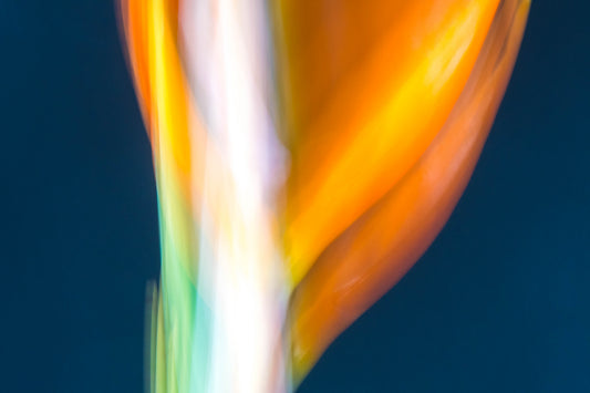 Botanical Study Strelitzia No 8