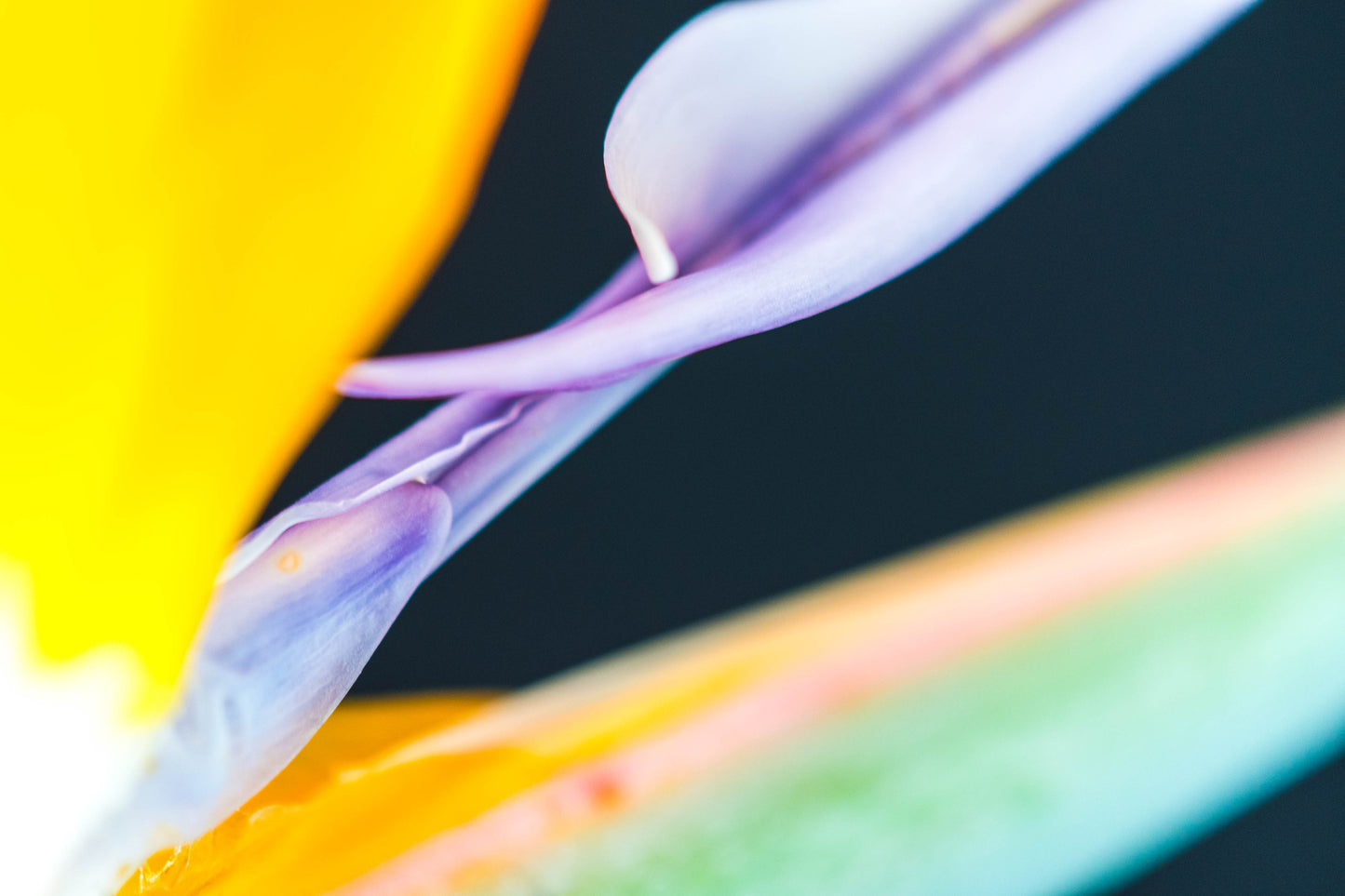 Botanical Study Strelitzia No 9