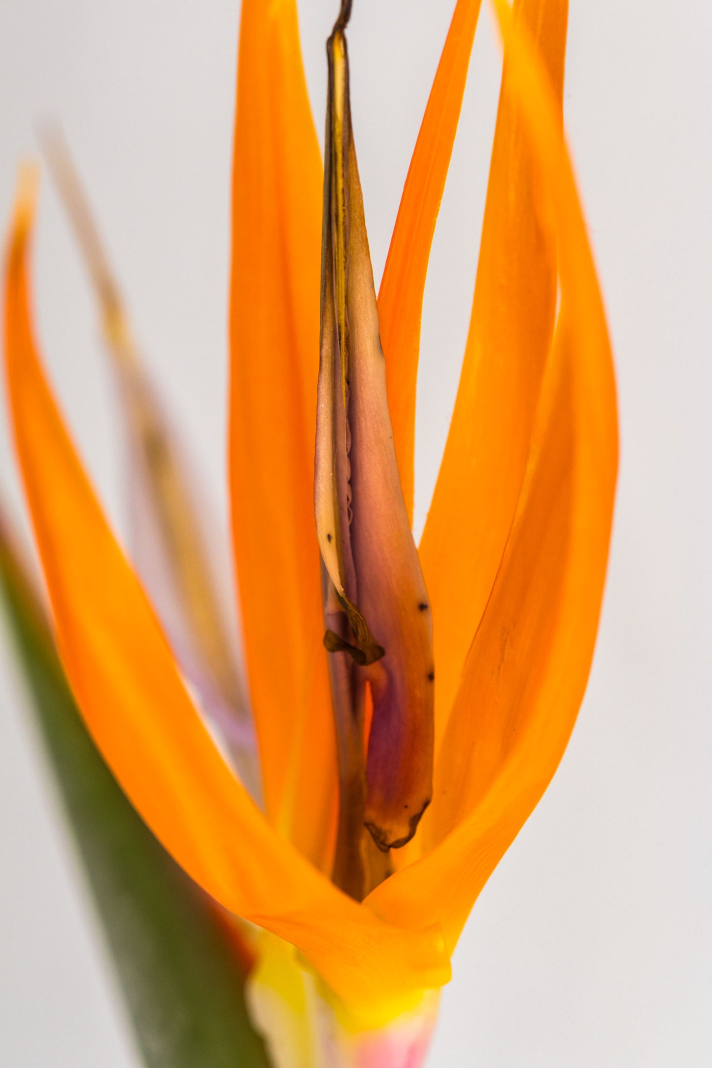 Botanical Study Strelitzia No 17