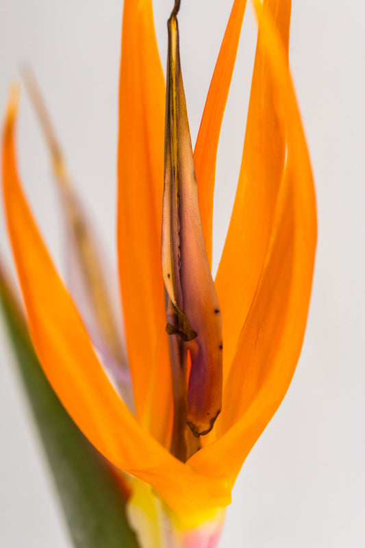 Botanical Study Strelitzia No 17
