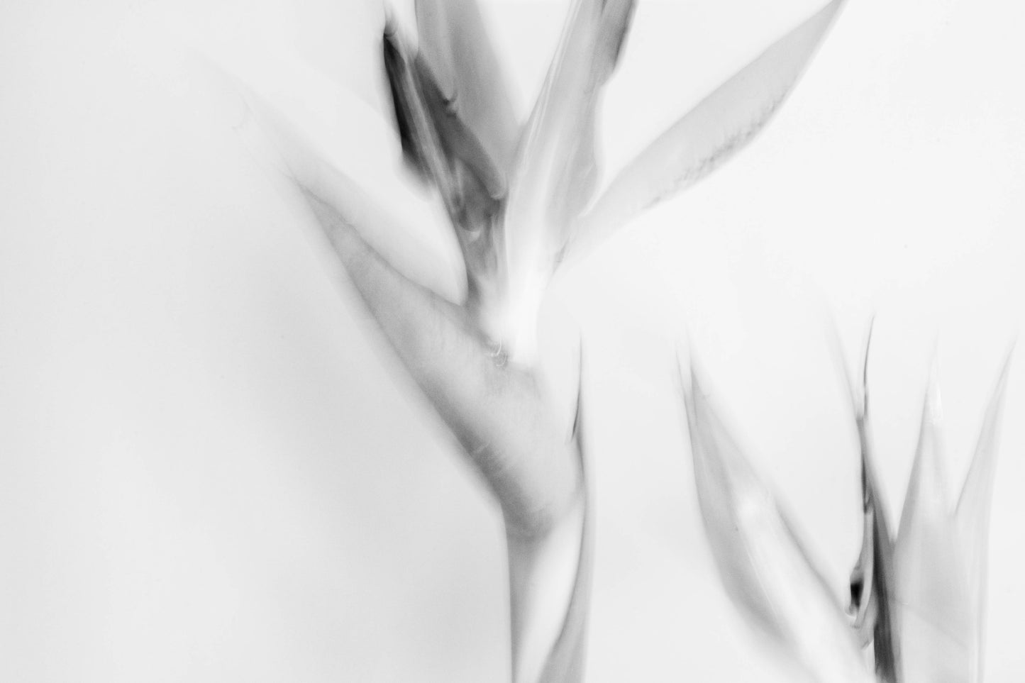Botanical Study Strelitzia No 23